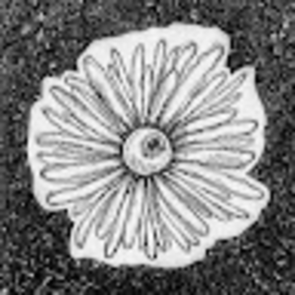 Meet your Posher, Bridgette